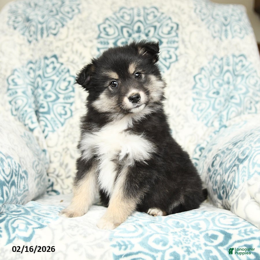 Mixed Breed dogs Lily - Ad 1