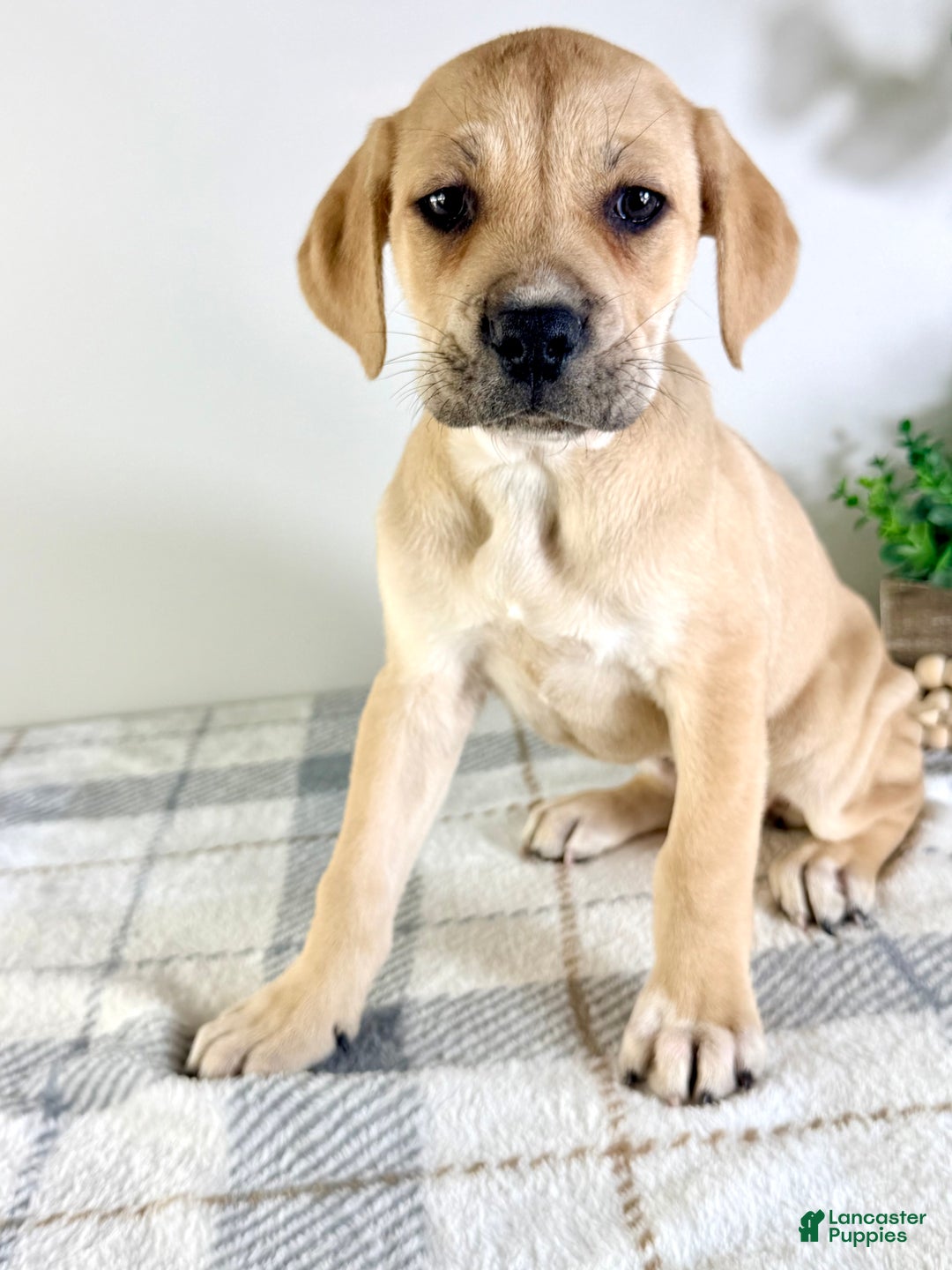 Cane Corso dogs for sale: Nala - Ad 2