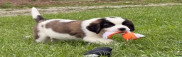 Saint Bernard dogs for sale: Betsy  - Ad 5