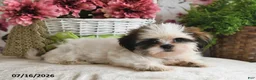 Shih Tzu dogs for sale: Kate - Ad 5