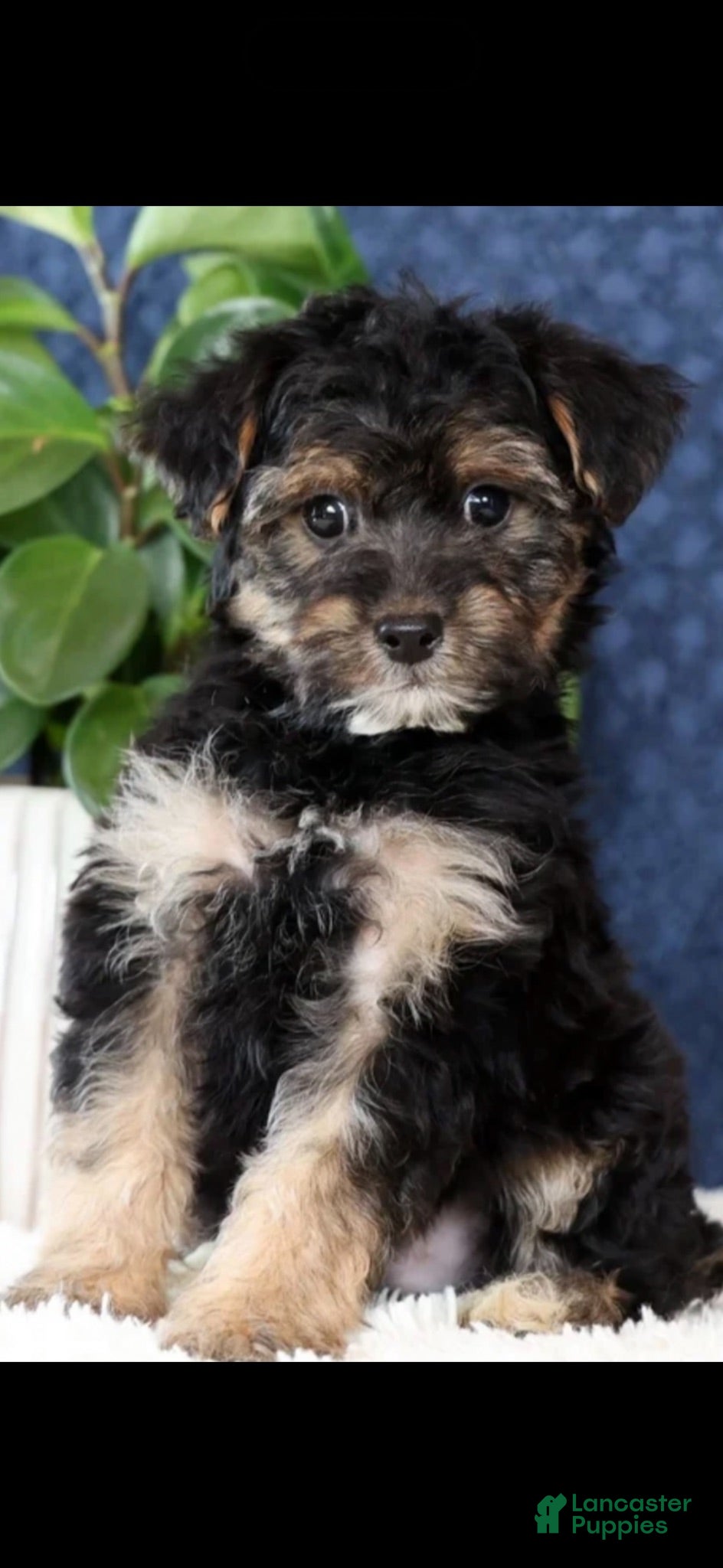 Yorkiepoo dogs Teddy - Ad 41
