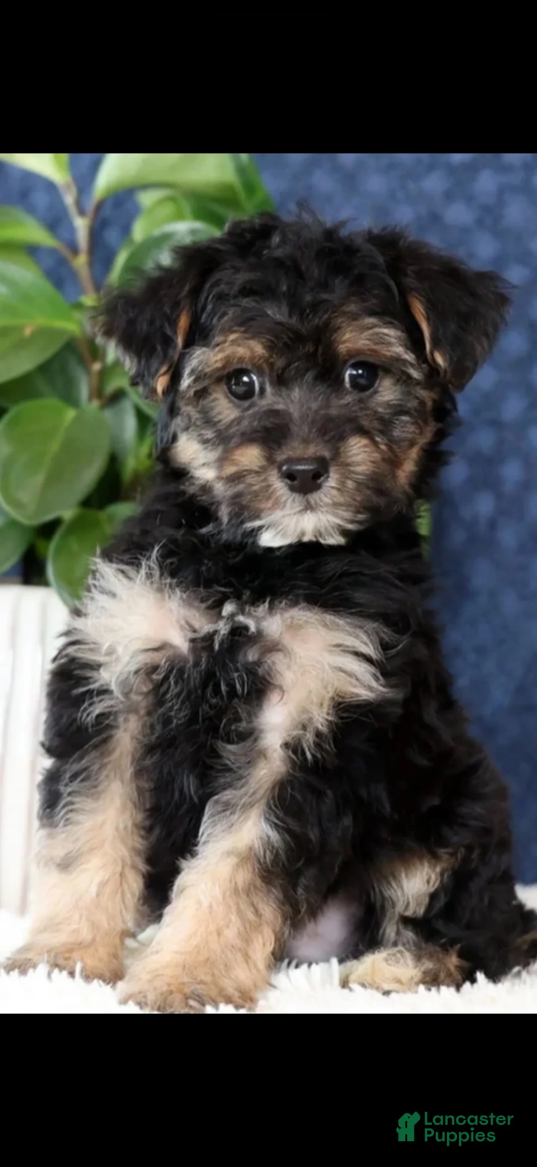 Yorkiepoo dogs for sale: Teddy - Ad 1