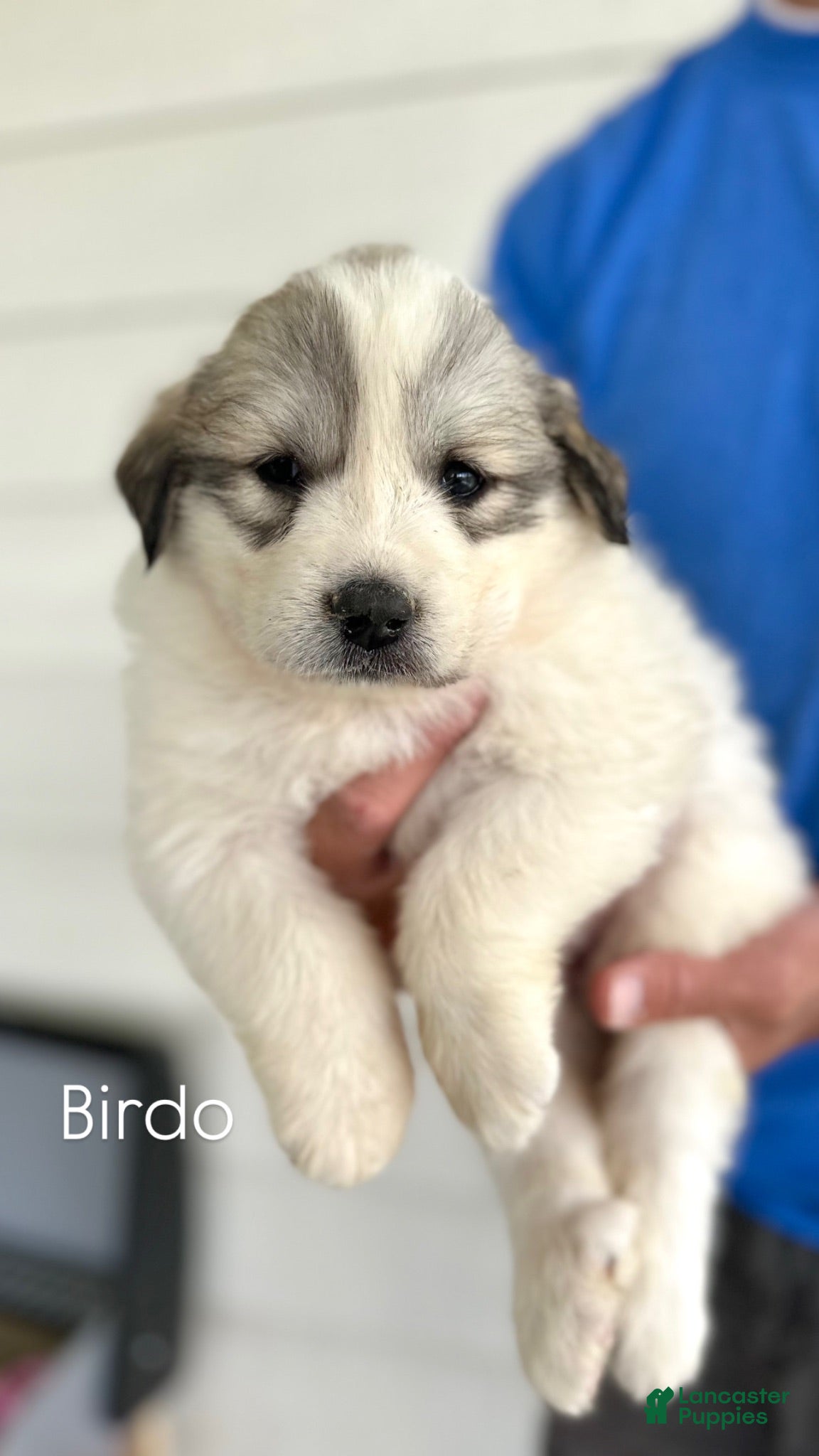 Great Pyrenees dogs Birdo - Ad 1