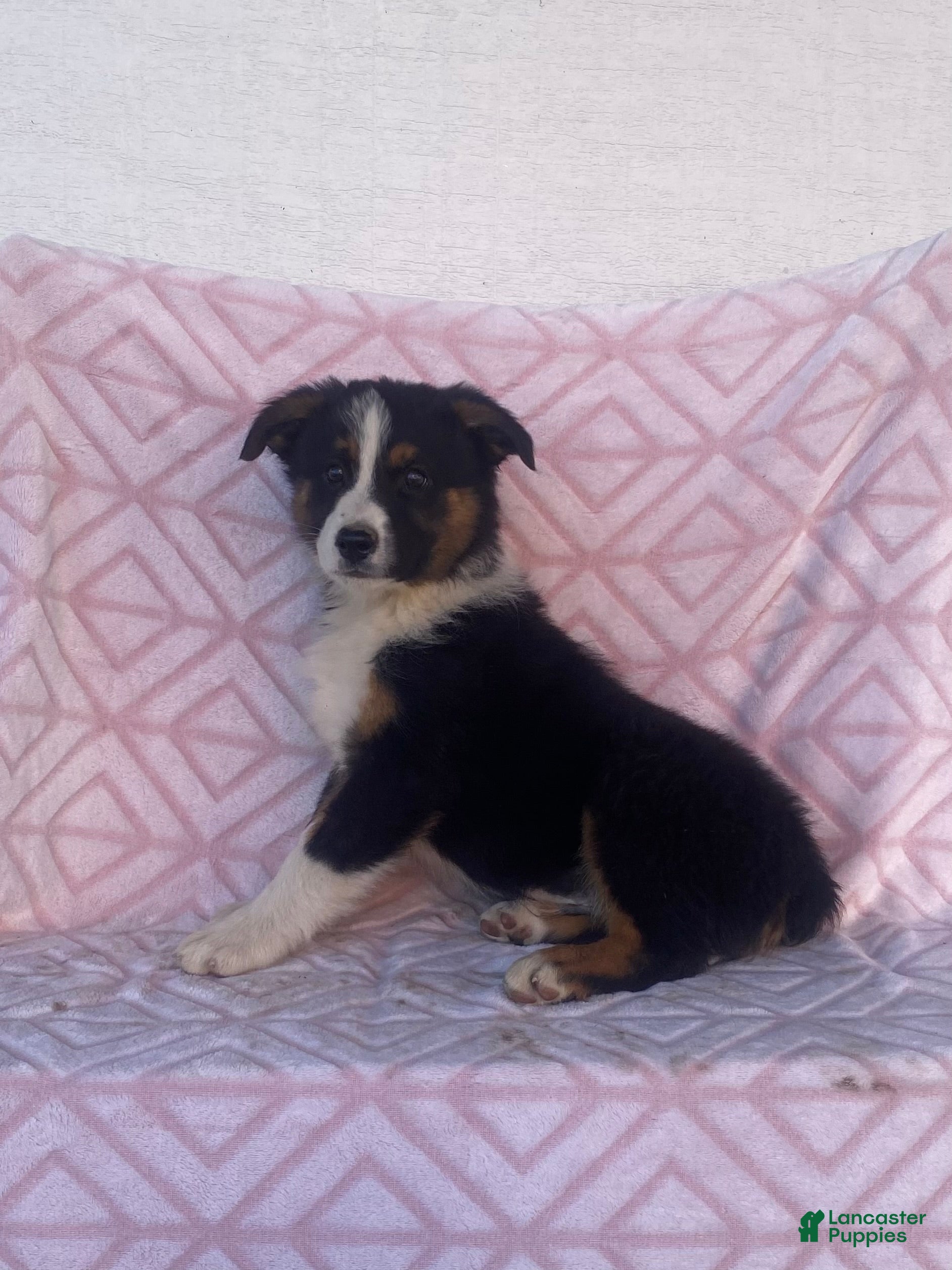 Australian Shepherd dogs Australian Shepherd 6 - Ad 1