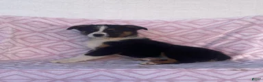 Australian Shepherd 6