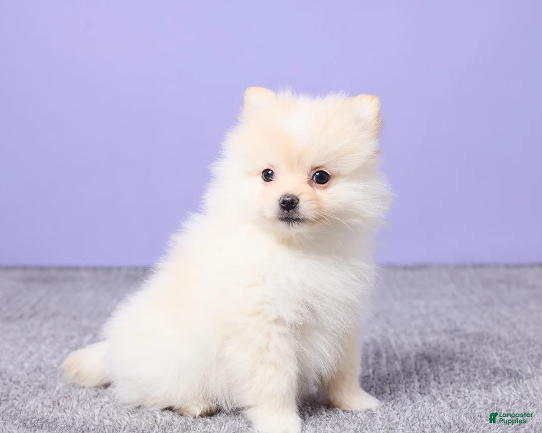 Pomeranian dogs for sale: Wilbur - Ad 3