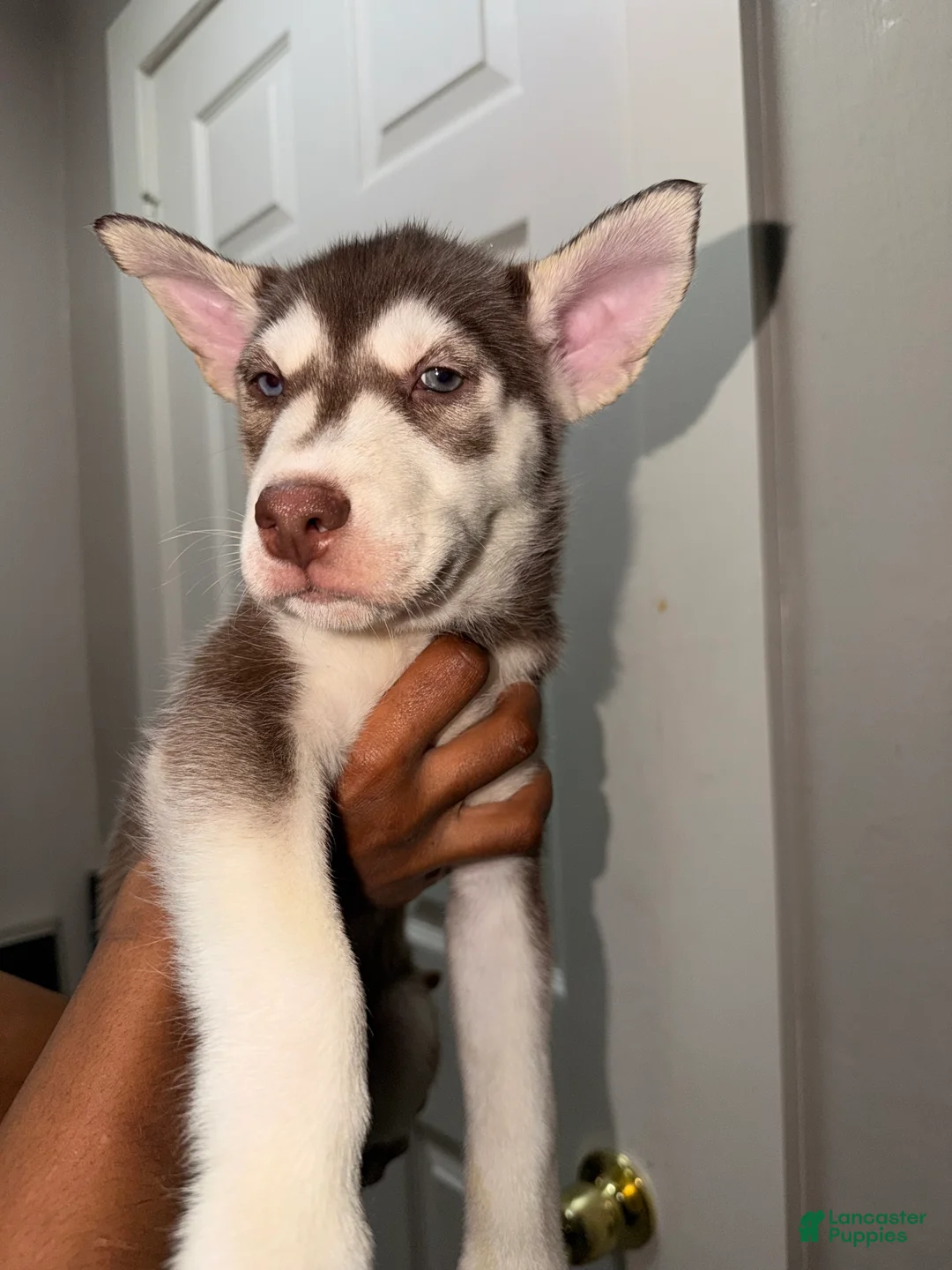 Siberian Husky dogs for sale: Siberian Husky Puppy 5 - Ad 1