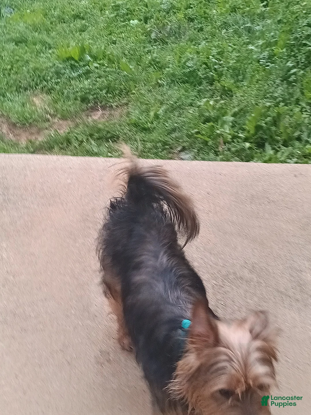 Yorkshire Terrier dogs for sale: Yorkshire Terrier Puppy 2 - Ad 2