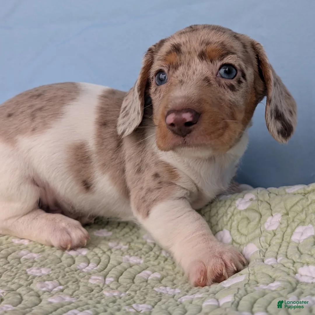 Miniature Dachshund dogs for sale: Cream - Ad 5