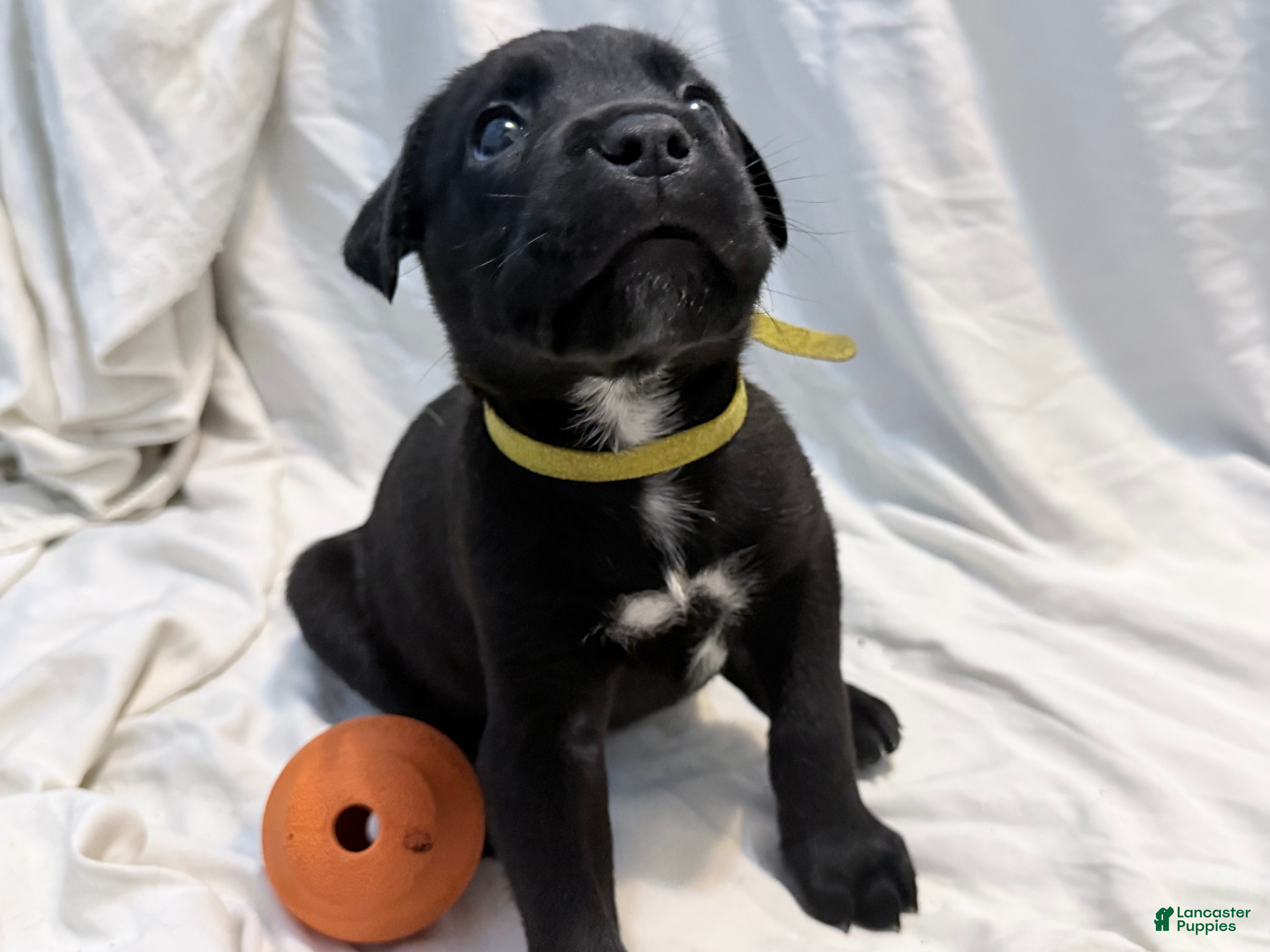 Cane Corso dogs Crowley AKC yellow collar - Ad 16