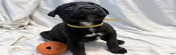 Cane Corso dogs for sale: Crowley AKC yellow/orange collar - Ad 11