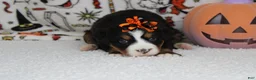 Bernese Mountain Dog dogs for sale: Lacy  - Ad 5
