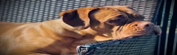 Dogue De Bordeaux dogs for sale: Dogue De Bordeaux Puppy 5 - Ad 81