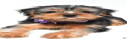 Yorkshire Terrier dogs for sale: Blossom - Ad 7