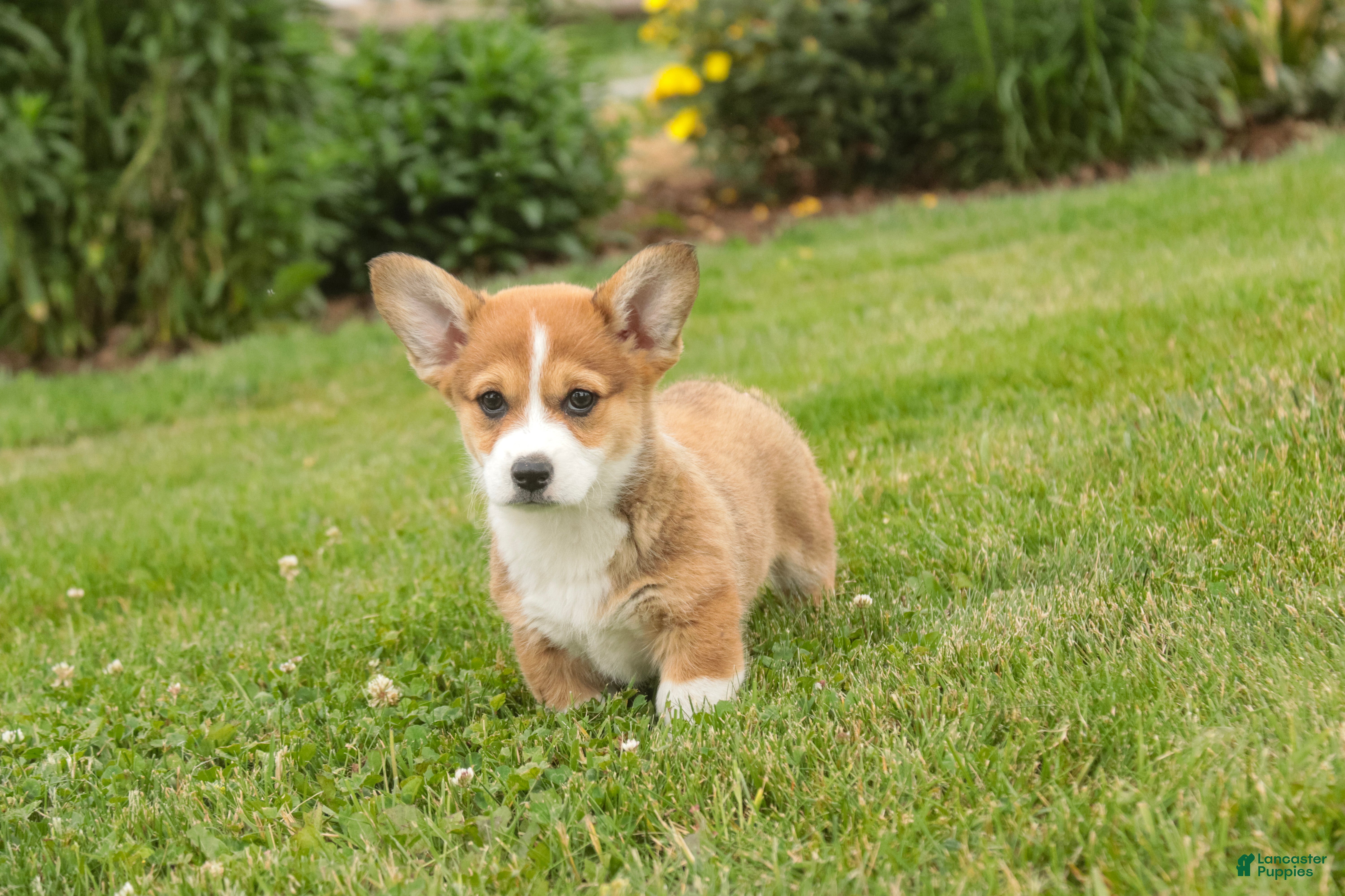 Welsh Corgi Pembroke dogs Ramona - Ad 2