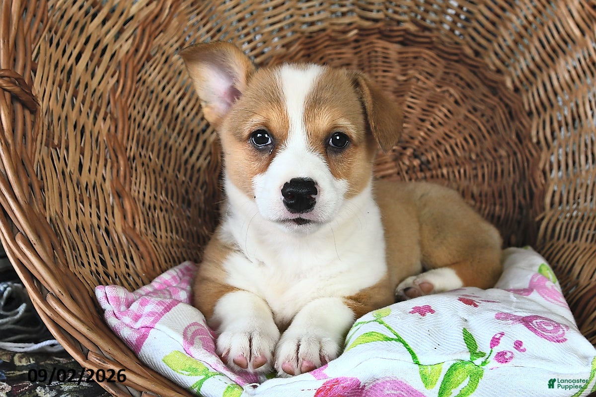 Welsh Corgi Pembroke dogs Lori  - Ad 1