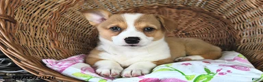 Lori 
