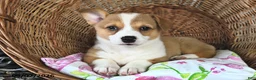Welsh Corgi Pembroke dogs for sale: Lori  - Ad 1