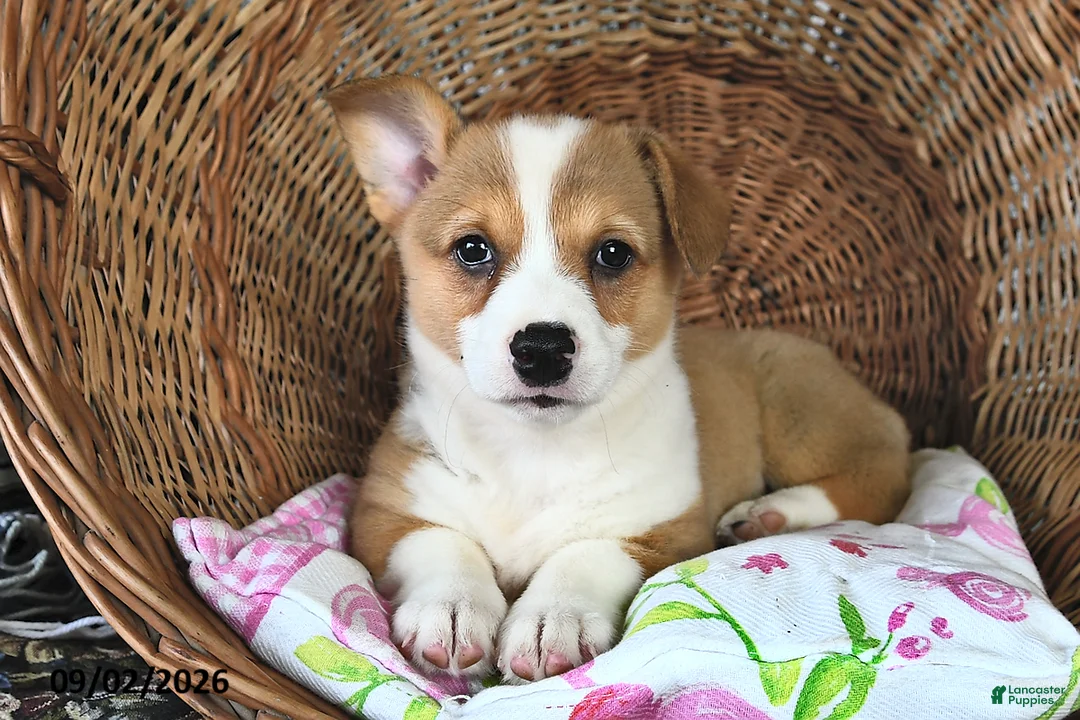 Welsh Corgi Pembroke dogs for sale: Lori  - Ad 1