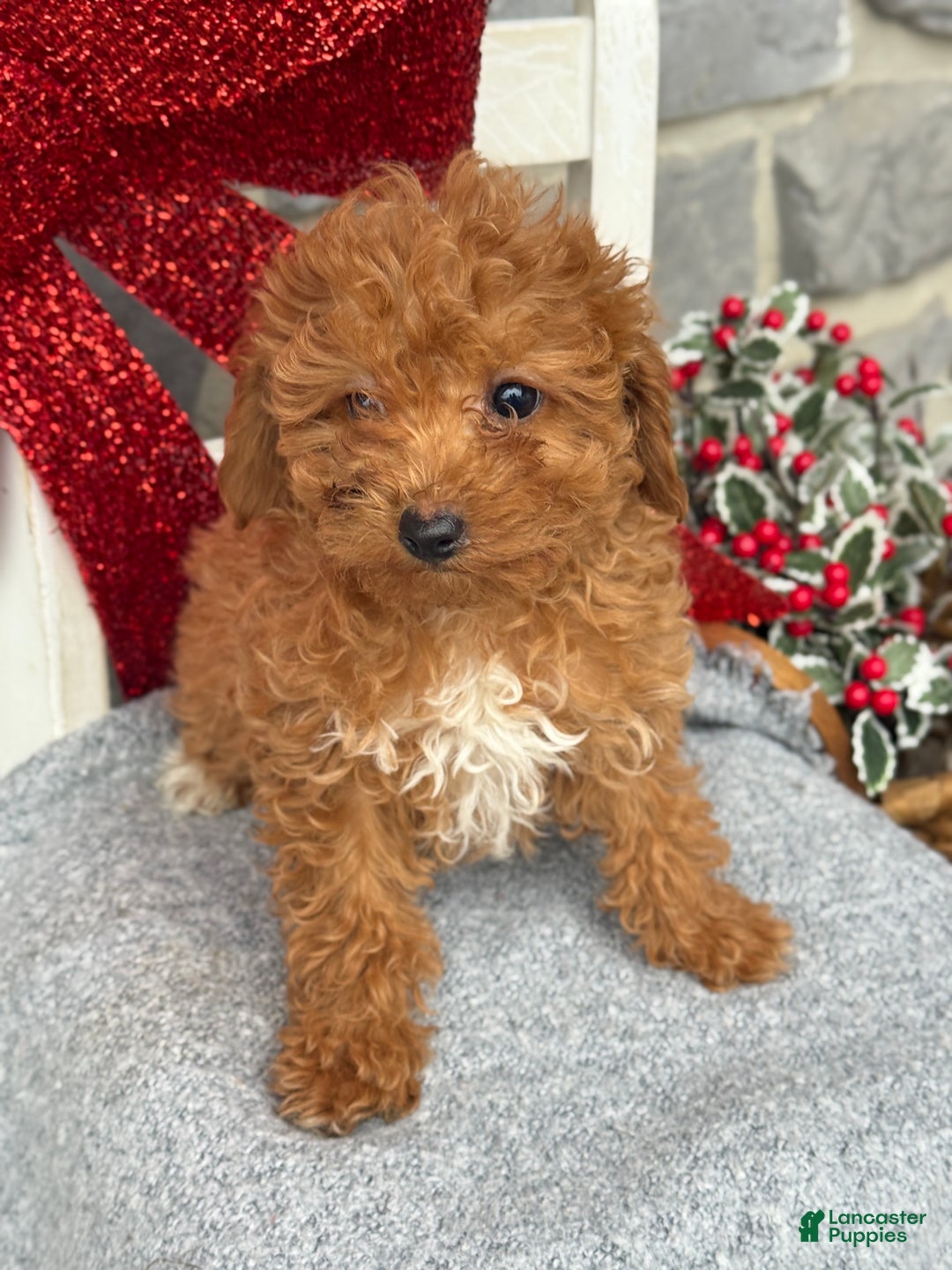 Toy Poodle dogs for sale: Kira - Ad 6