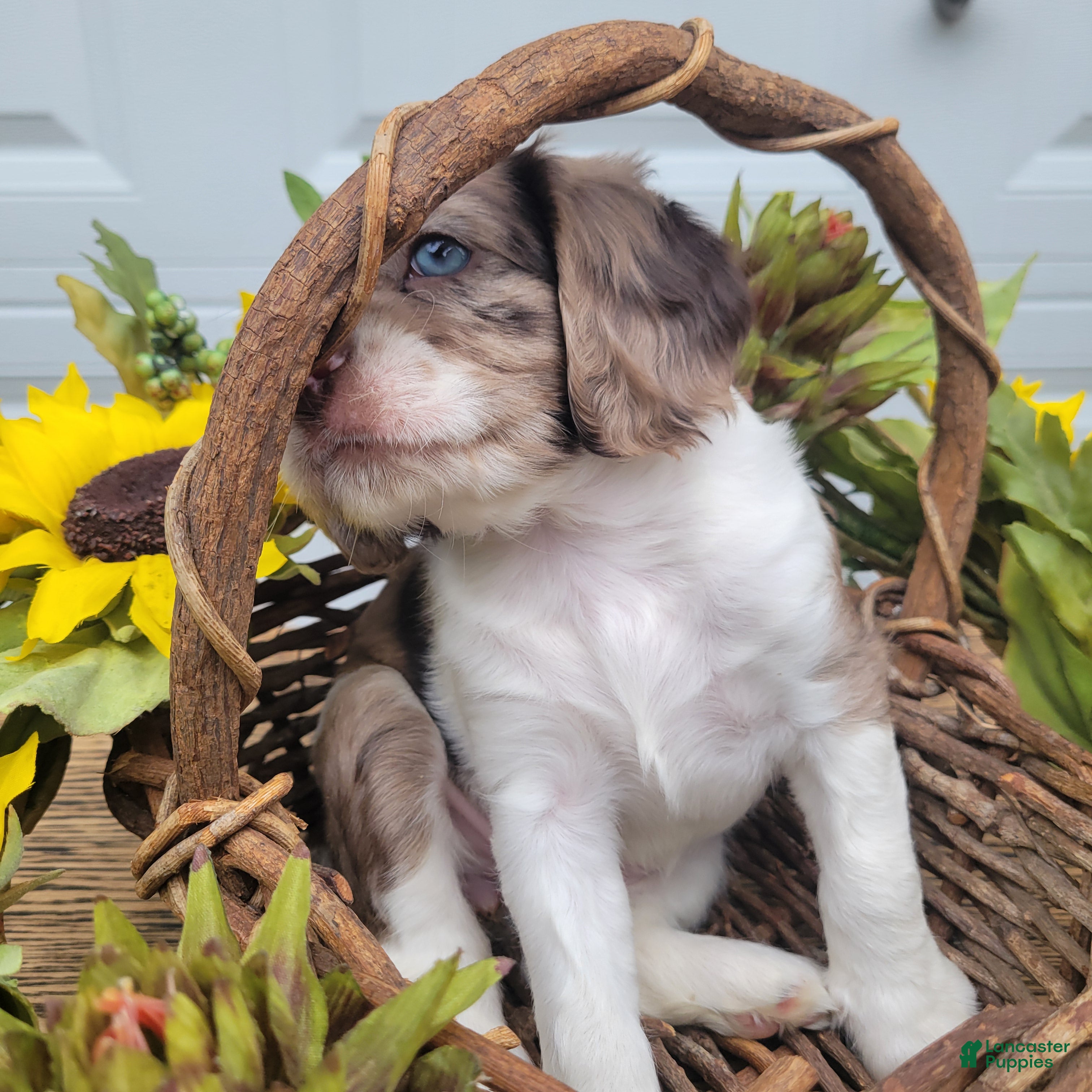 Mixed Breed dogs Rosie - Ad 2