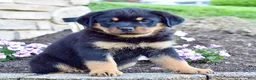 Rottweiler dogs for sale: Rose - Ad 5