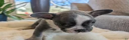 Frenchton dogs for sale: Sprout - Ad 6