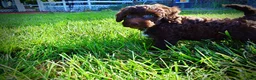 Havapoo dogs for sale: Cookie - Ad 19