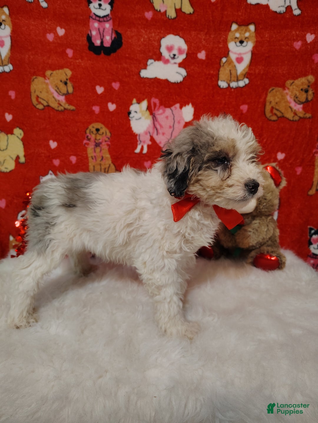 Mini Bernedoodle dogs for sale: Duke - Ad 7