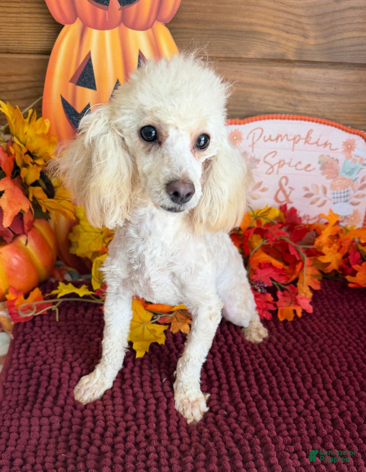Toy Poodle dogs for sale: Pansy - Ad 40