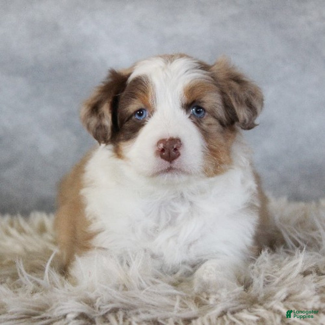 Australian Shepherd dogs for sale: Caty - Ad 2