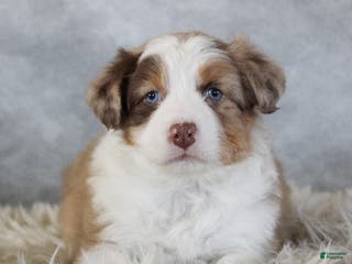 Australian Shepherd dogs Caty - Ad 36