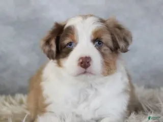 Australian Shepherd dogs Caty - Ad 32
