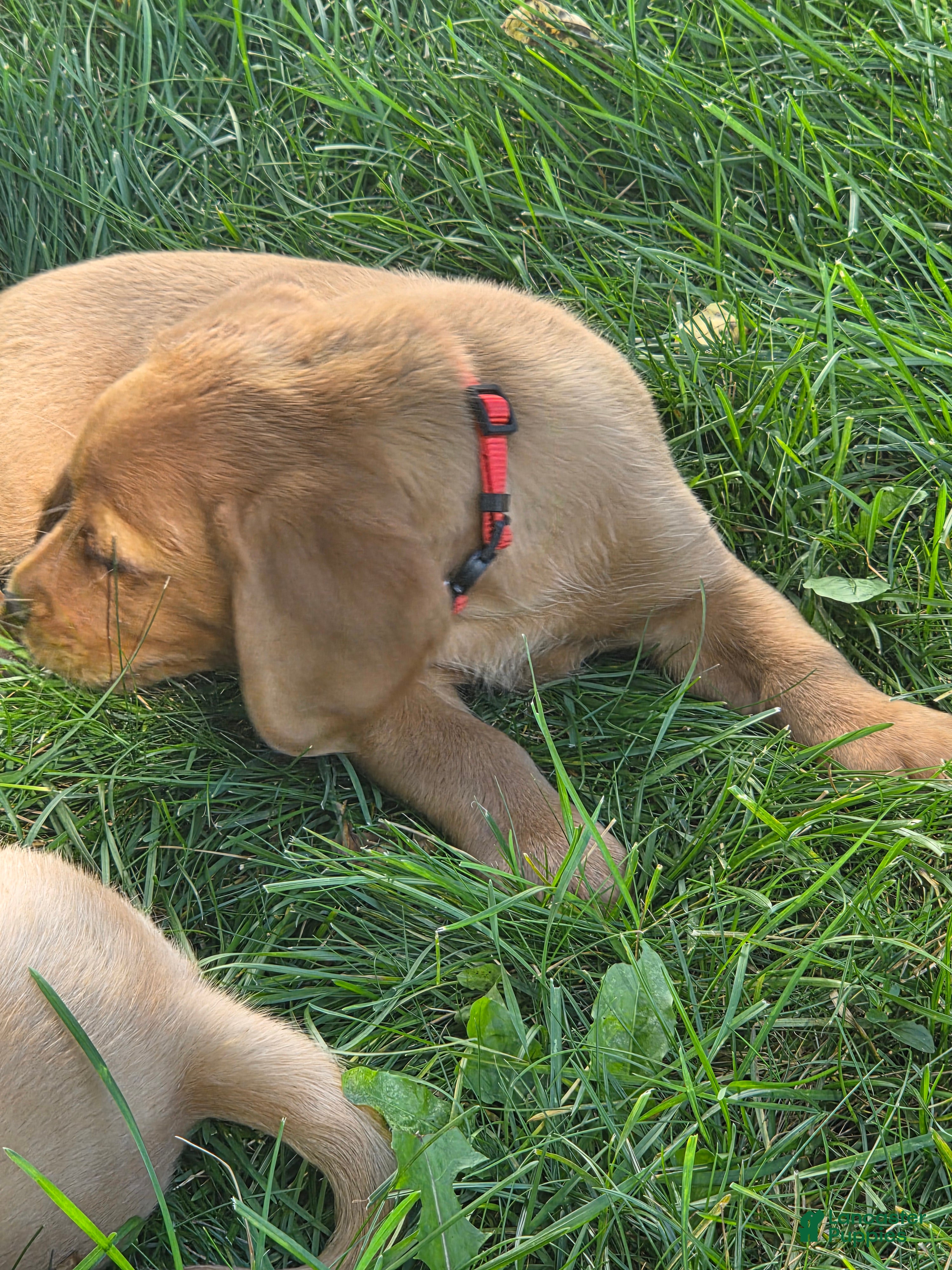 Mixed Breed dogs for sale: Mixed Breed 3 - Ad 1