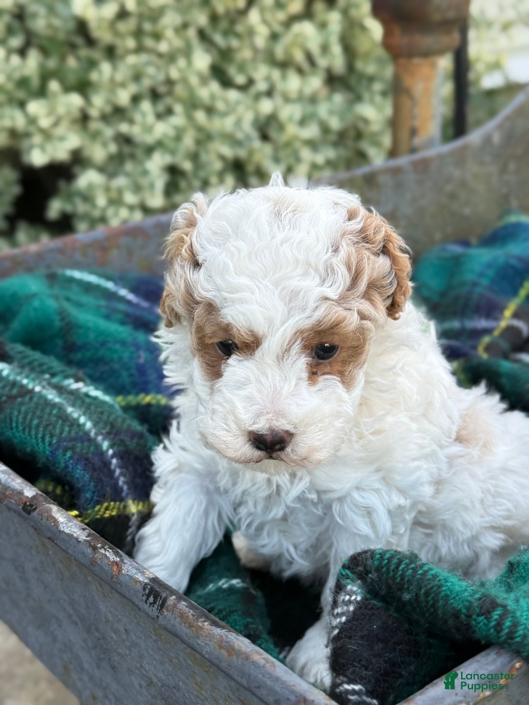 Toy Poodle dogs for sale: Cocoa - Ad 10