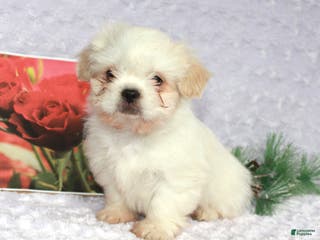 Shih Tzu dogs Karter - Ad 39