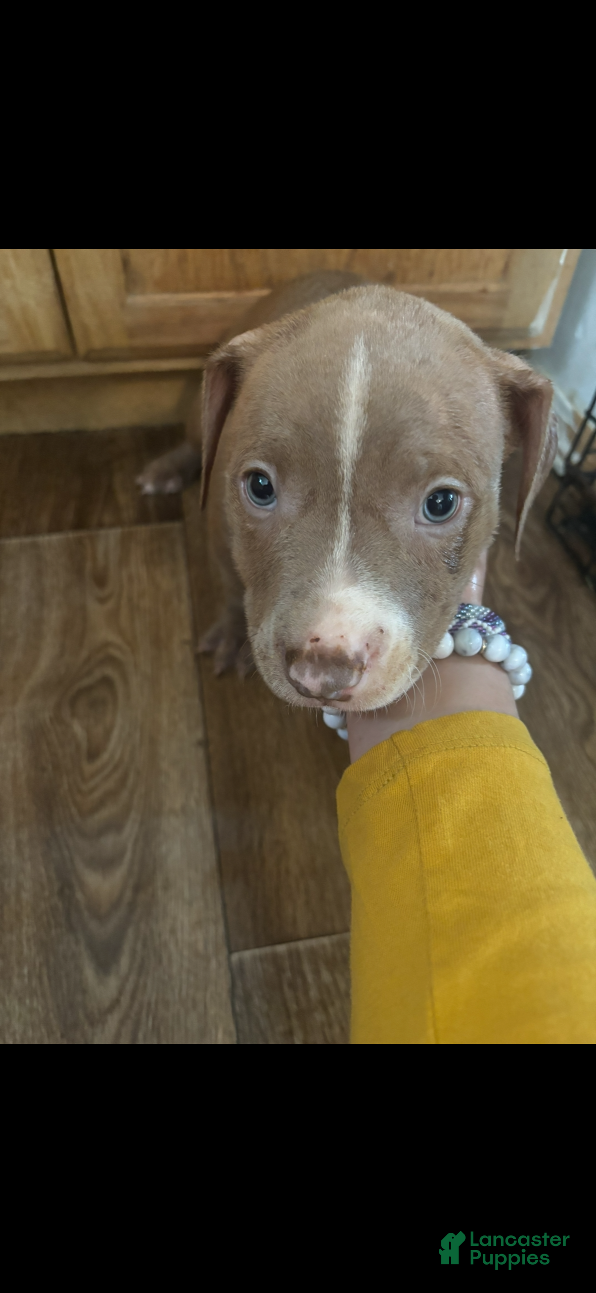 Mixed Breed dogs Mixed Breed Puppy 4 - Ad 25