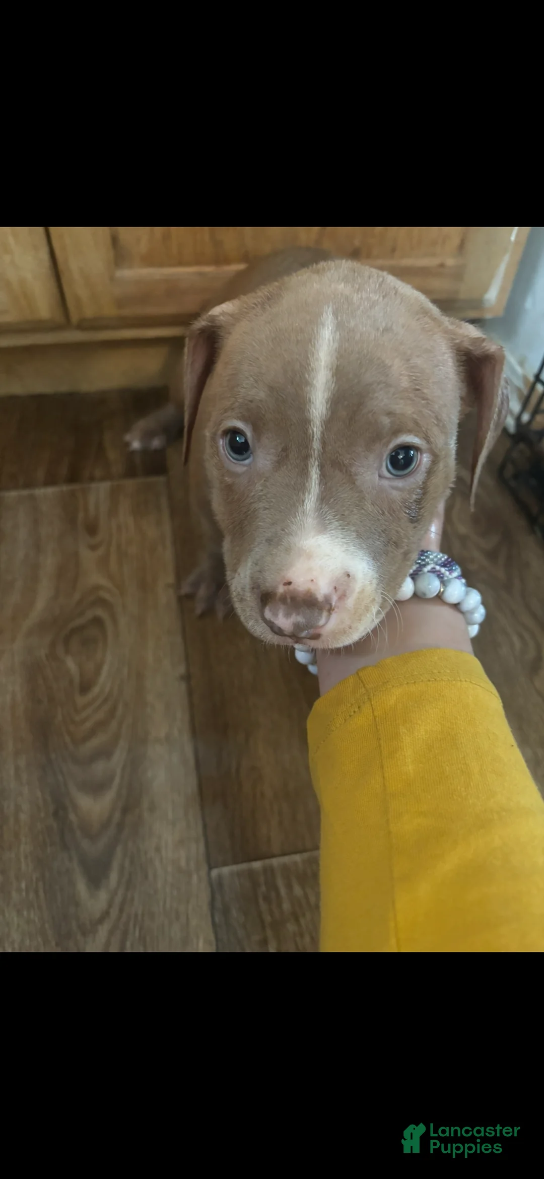 Mixed Breed dogs for sale: Mixed Breed Puppy 4 - Ad 1