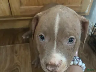 Mixed Breed dogs Mixed Breed Puppy 4 - Ad 31