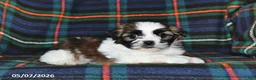 Shih Tzu dogs for sale: Buddy - Ad 2