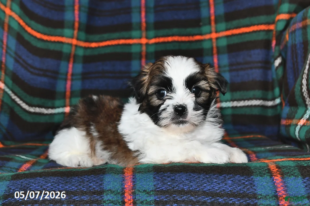 Shih Tzu dogs for sale: Buddy - Ad 2