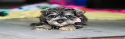Miniature Schnauzer dogs for sale: Clementine - Ad 11