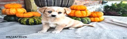 Mixed Breed dogs for sale: Sage - Ad 1