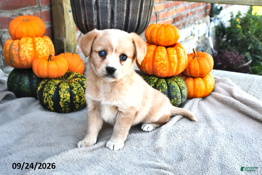 Mixed Breed dogs for sale: Sage - Ad 1