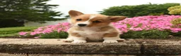 Welsh Corgi Pembroke dogs for sale: Ivy - Ad 3