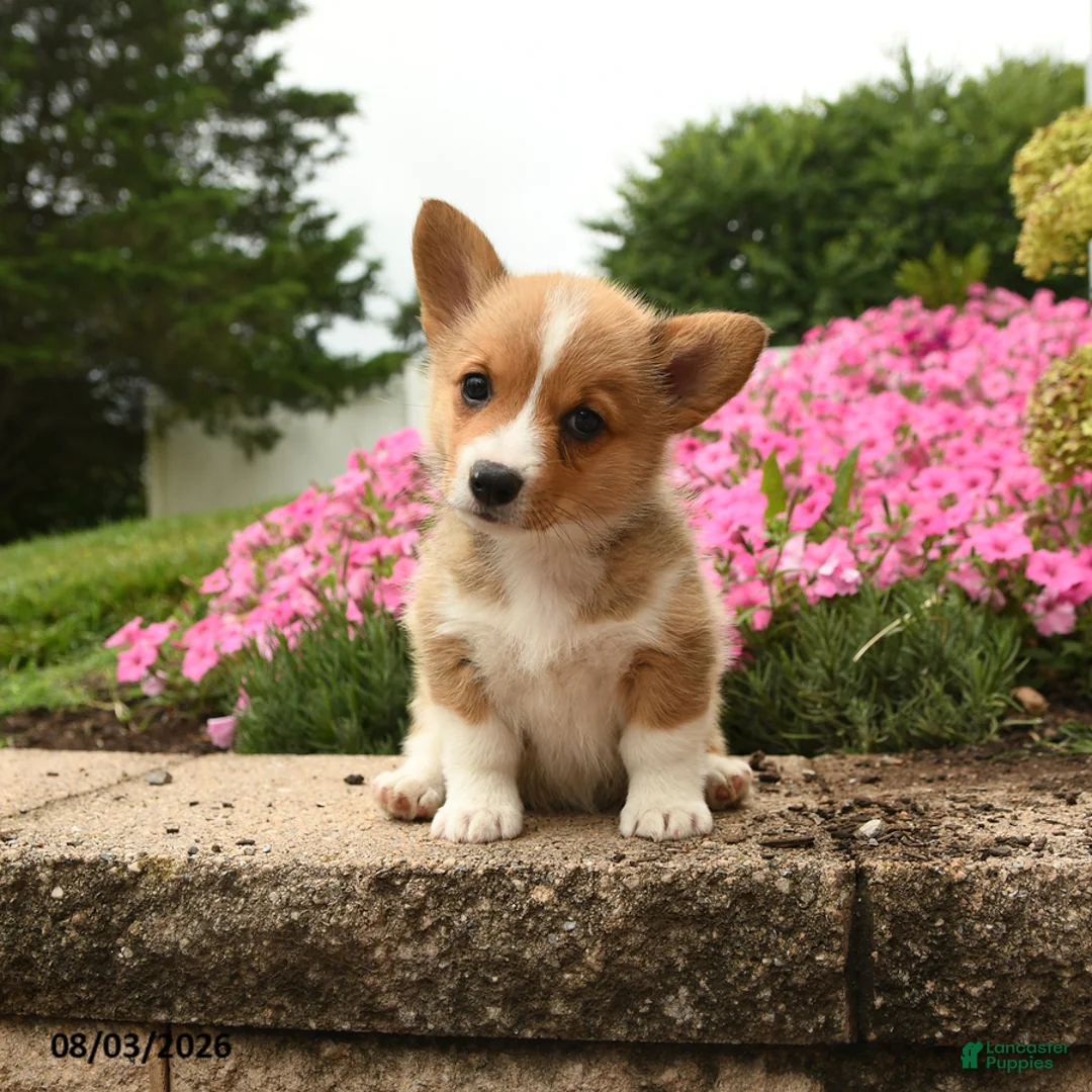 Welsh Corgi Pembroke dogs for sale: Ivy - Ad 3