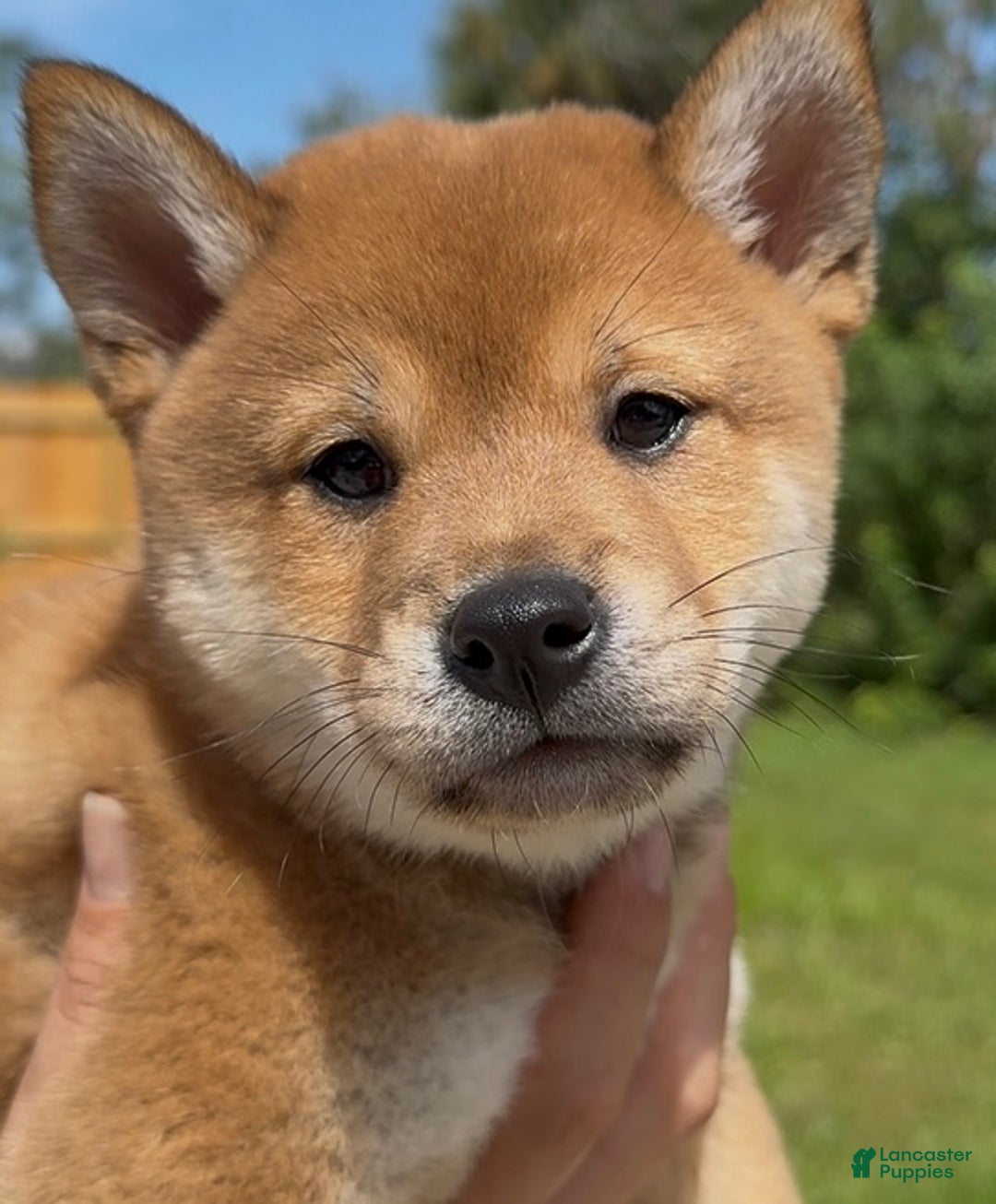 Shiba Inu dogs for sale: Shiba Inu Puppy 5 - Ad 29