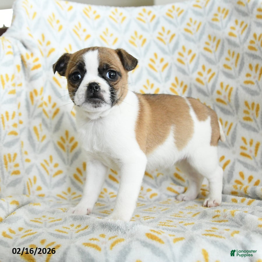 Jug dogs Lucy - Ad 2