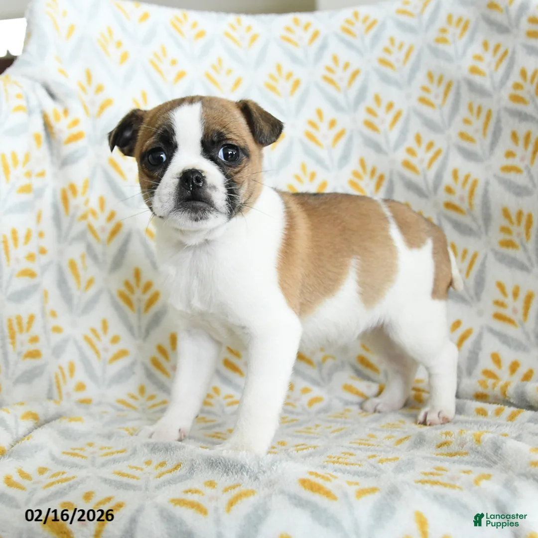 Jug dogs for sale: Lucy - Ad 2