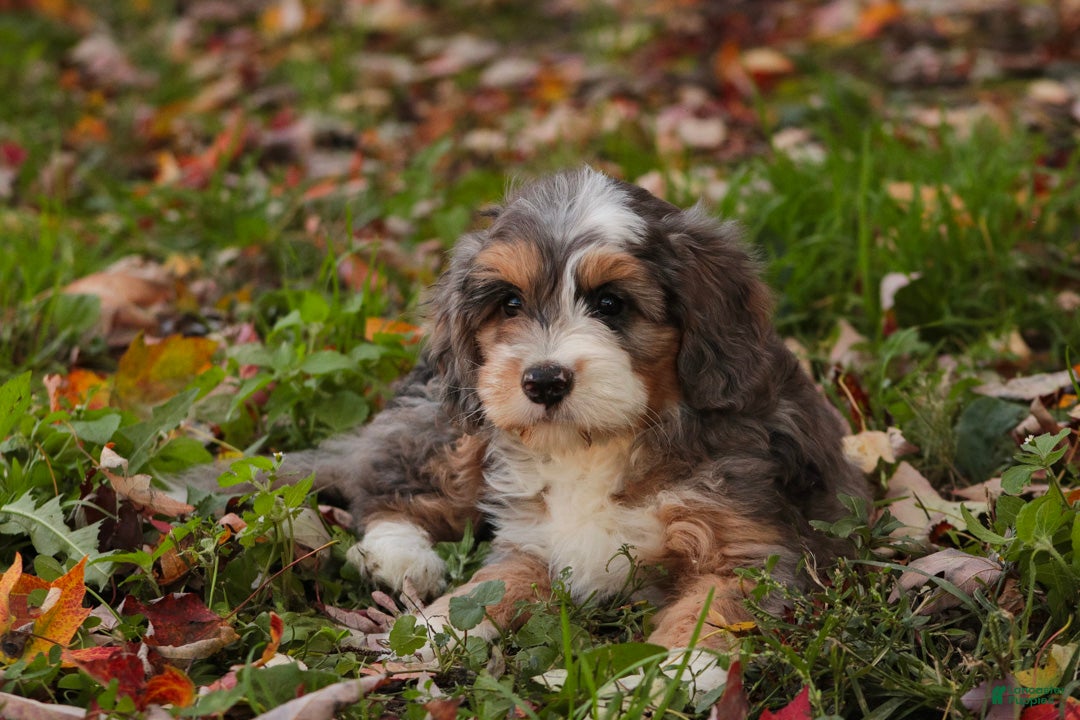 Bernedoodle dogs Willow Miniature Bernedoodle  - Ad 1